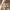 New Era NEC Earthy Skin Real Tree Edge Work Jacket