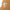 New Era Script Kids Visor Logo Light Bronze Youth 9TWENTY Adjustable Cap