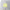 New Era Golf Double Mesh Yellow Grey 9FORTY A-Frame Trucker Snapback Cap