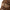 New Era Wordmark Leopard Multi Beige 9TWENTY Adjustable Cap