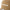 New Era Wordmark Logo Khaki 9FORTY A-Frame Snapback Cap